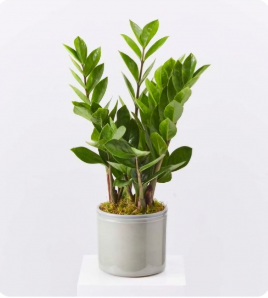 Zamia Bitkisi