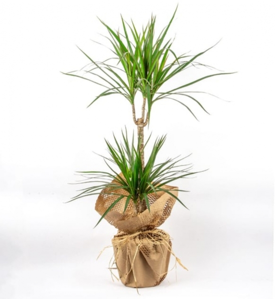 Marginata Bitkisi