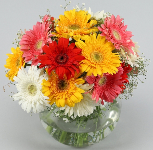 Vazoda KArisik Gerbera