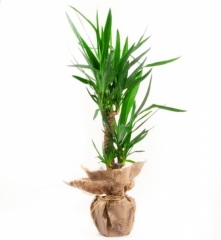Yucca