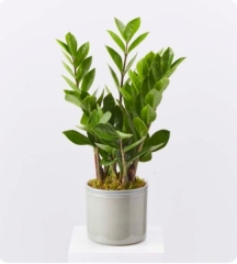 Zamia Bitkisi