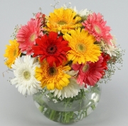 Vazoda KArisik Gerbera